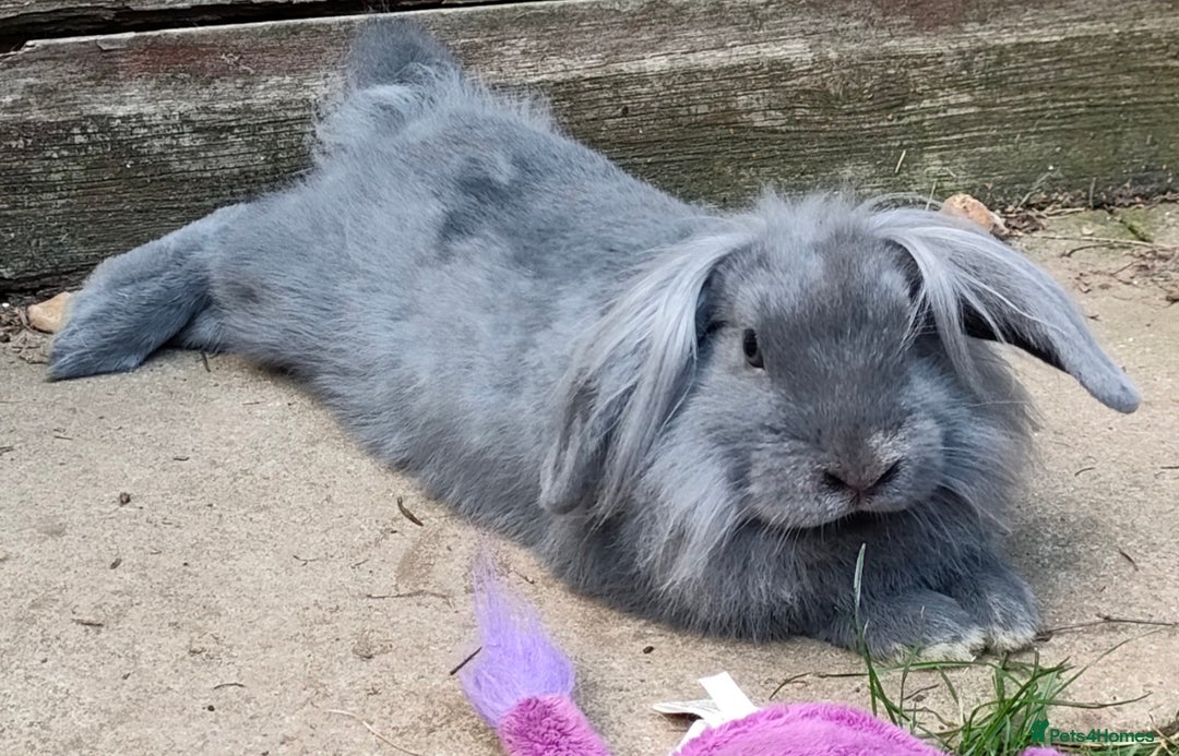 Mixed Breed rabbits for sale: Adorable lion head x lop - Image 1