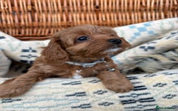 Cockapoo dogs for sale: ❤️ Tiny Deep Red Miniature F1b Cockapoo Pup's  - Image 25