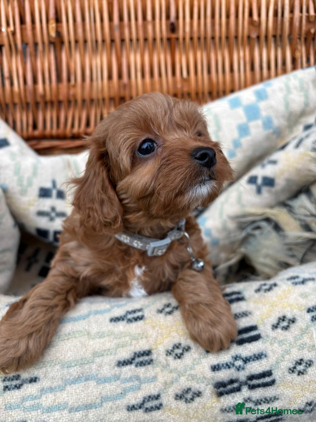 Cockapoo dogs for sale: ❤️ Tiny Deep Red Miniature F1b Cockapoo Pup's  - Image 25