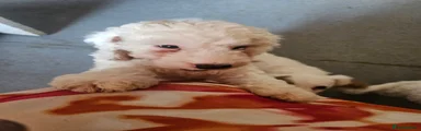 Cockapoo Puppy 1