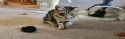 Mixed Breed cats for sale: Minnie - Advert 4