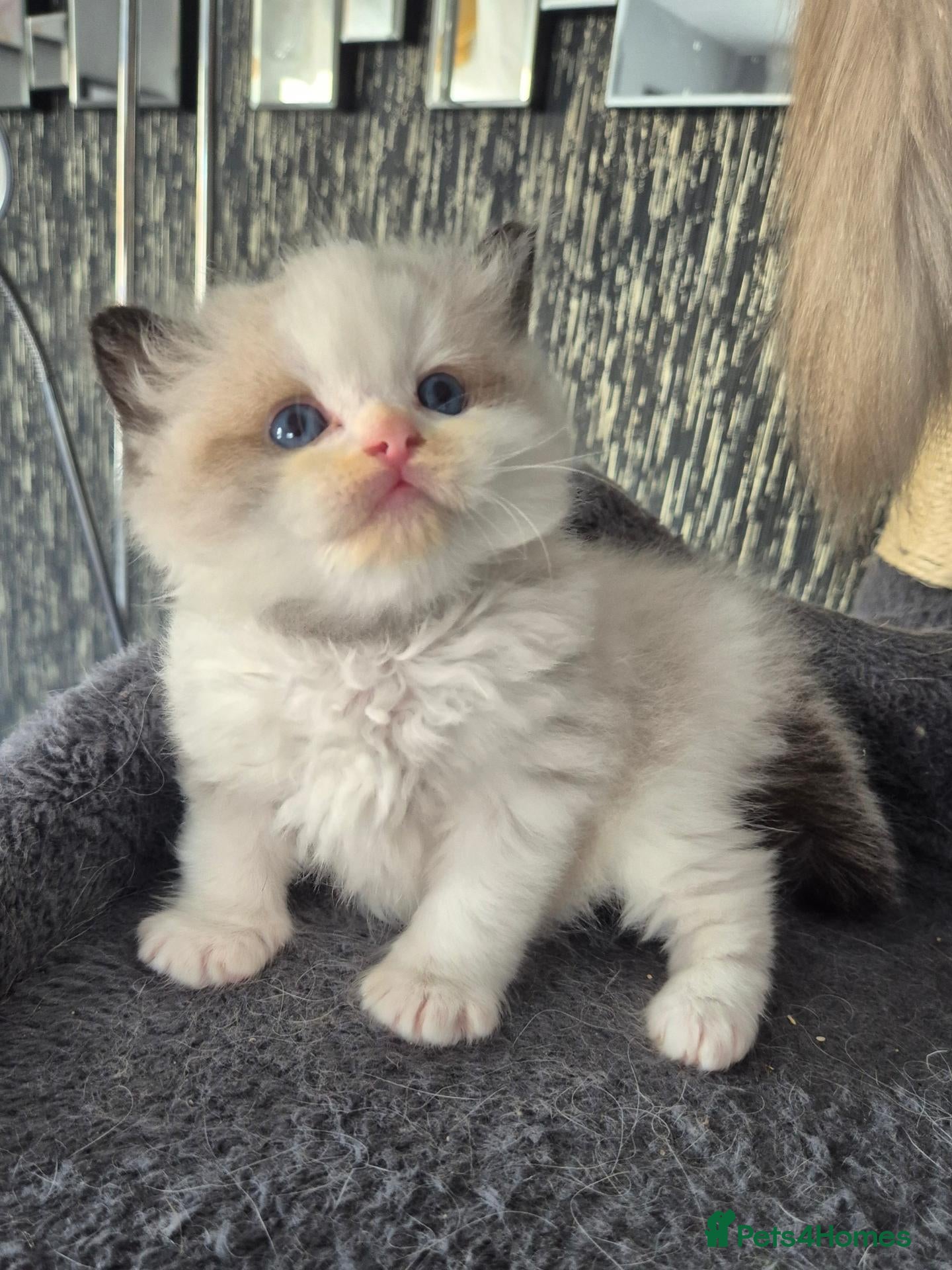 Ragdoll cats DNA tested Ragdoll kittens  - Advert 2