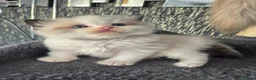 Ragdoll cats for sale: DNA tested Ragdoll kittens  - Advert 1