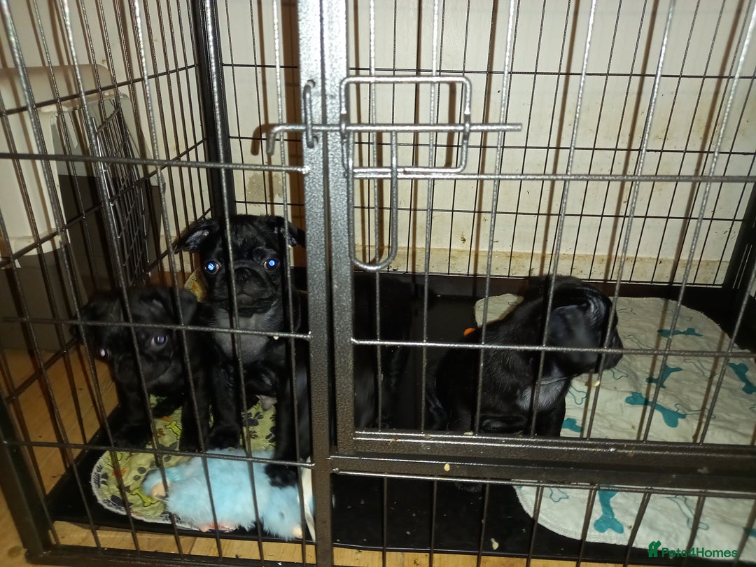 Pug dogs for sale: Black pug puppies for sale - Advert 2