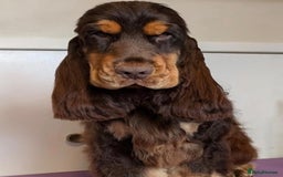 Cocker Spaniel dogs for sale: True To Type Show Cocker Spaniels - Advert 4