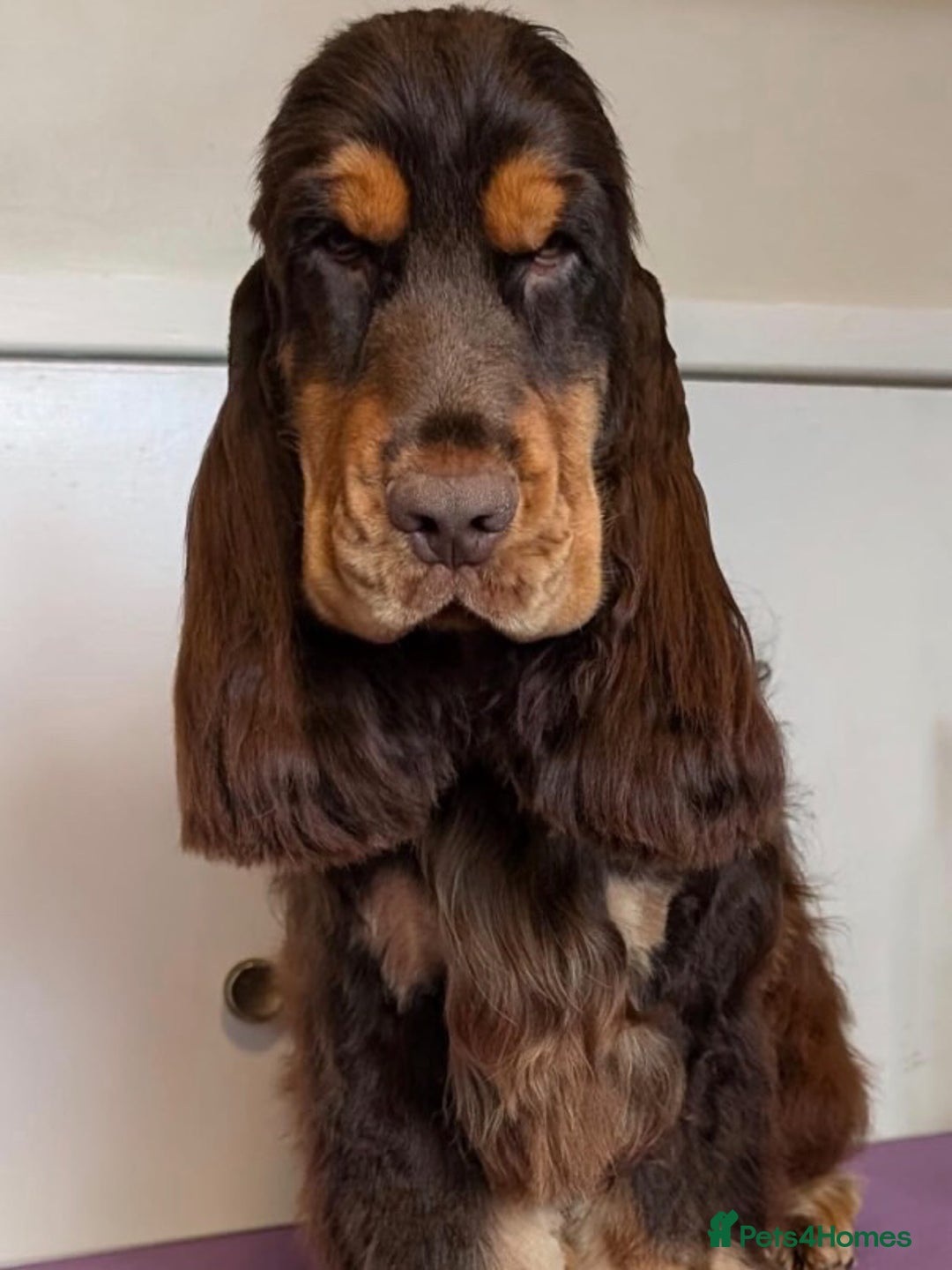 Cocker Spaniel dogs for sale: True To Type Show Cocker Spaniels - Advert 4