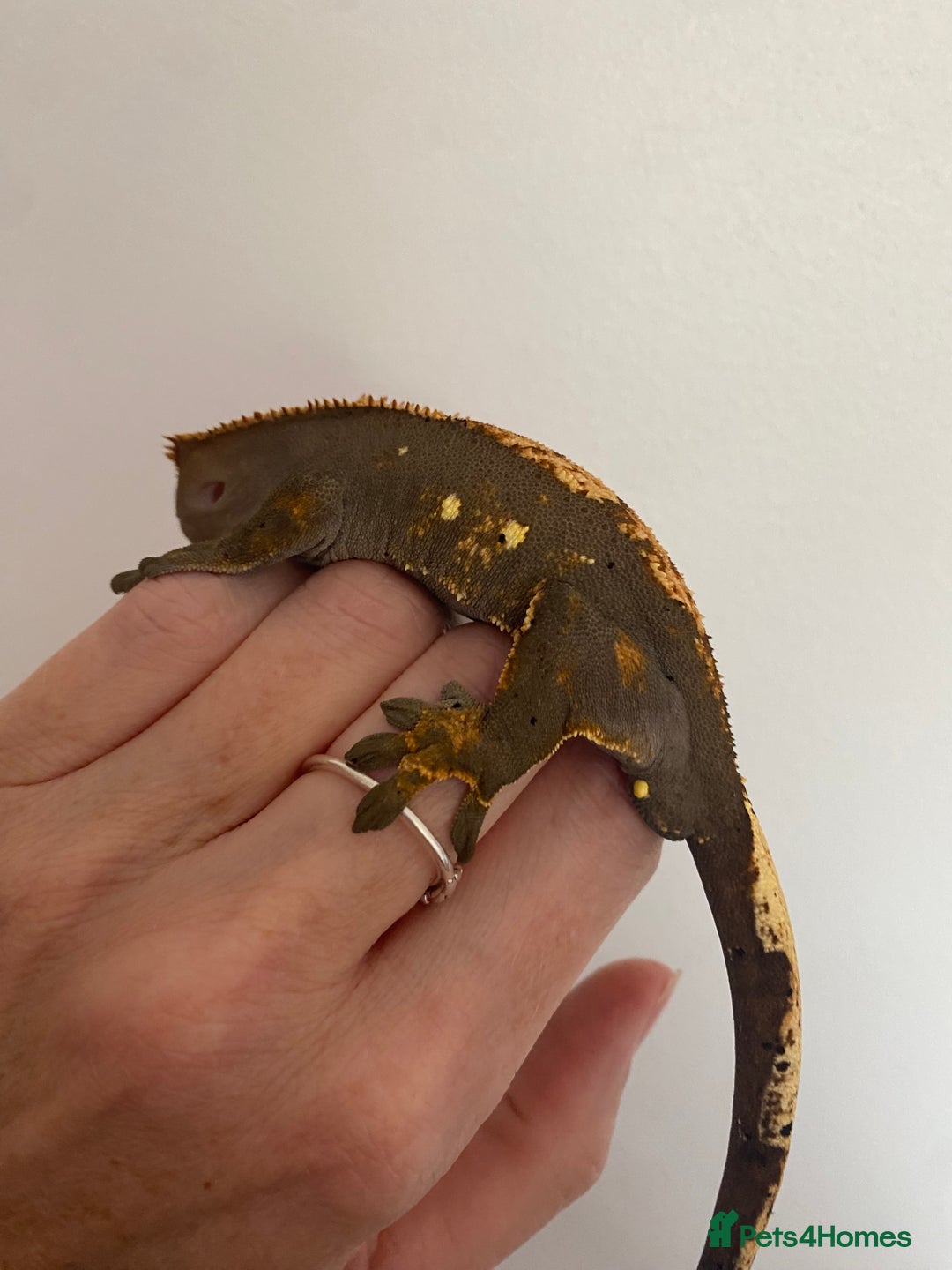 Gecko reptiles for sale: Dark based flame crested gecko  - Image 4