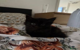 Maine Coon cats for sale: Maine coon x Russian Blue - Image 20