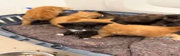 Mixed Breed cats for sale: 4 beautiful kittens  - Advert 33