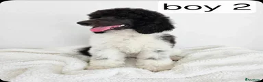 Standard Poodle Puppy 2