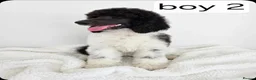 Standard Poodle dogs for sale: Stunning kc registered standard poodle puppies  - Advert 8