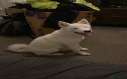 Mixed Breed dogs for sale: White Female Akita  - Image 13