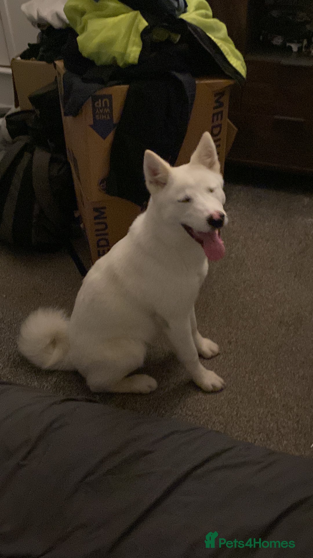 Mixed Breed dogs for sale: White Female Akita  - Image 13