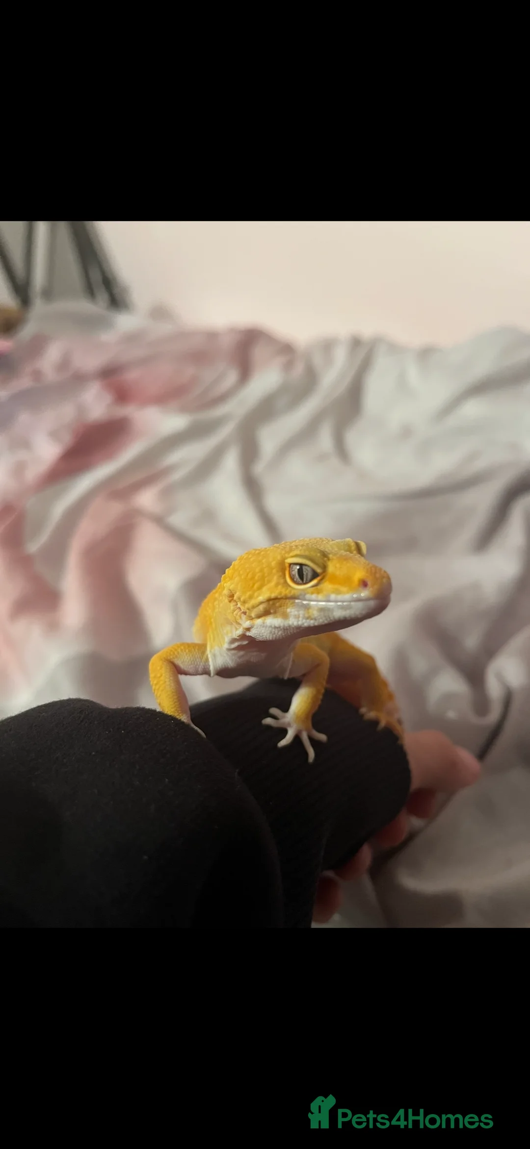 Leopard Gecko reptiles for sale: Gorgeous male Leopard gecko  in Salisbury - Advert 2