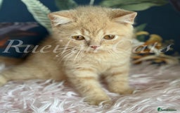 British Shorthair cats for sale: GCCF Registered British Shorthair kittens - Image 6
