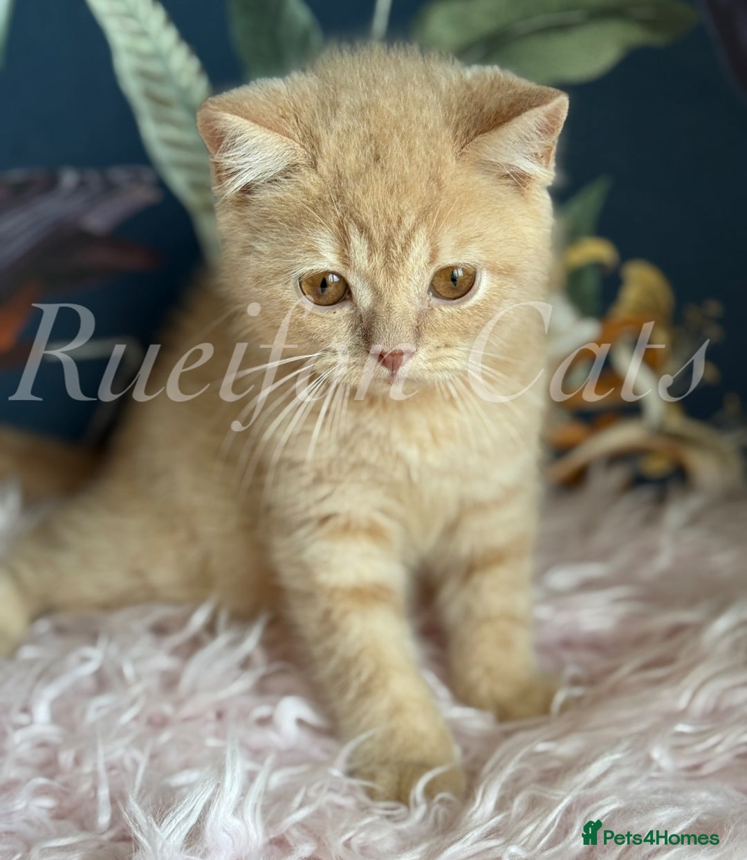 British Shorthair cats for sale: GCCF Registered British Shorthair kittens - Image 6