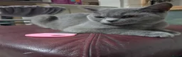 British Shorthair cats for sale: Pj, daisy and boujie in London - Advert 16