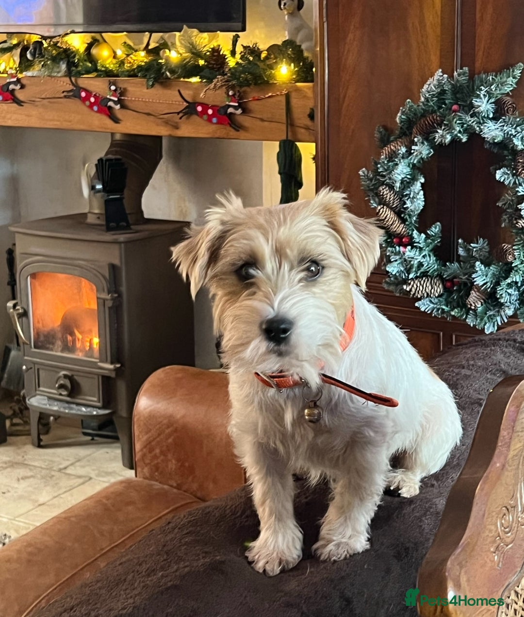 Jack Russell dogs for stud: Super KC Reg Health Tested Jack Russell  - Image 10