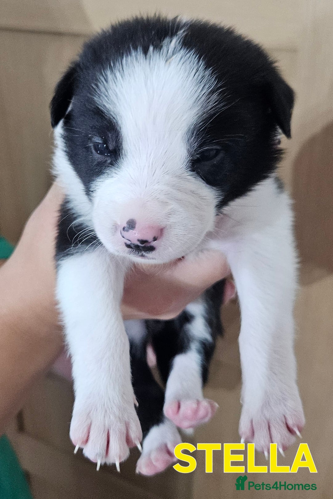 Border Collie dogs for sale: Border collie puppies for sale  - Image 10