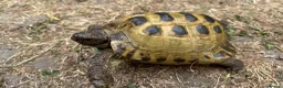 Tortoise reptiles for sale: Horsefield Tortoises - Advert 2