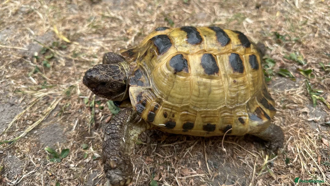 Tortoise reptiles for sale: Horsefield Tortoises - Advert 2