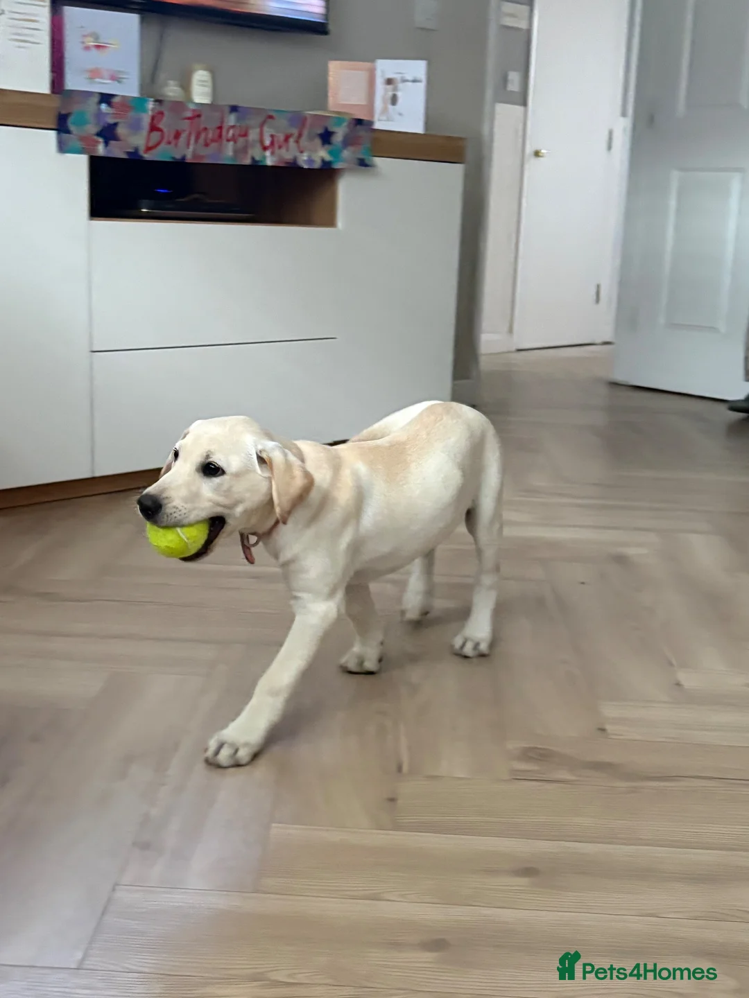 Labrador Retriever dogs for sale: Labrador puppy  - Advert 3