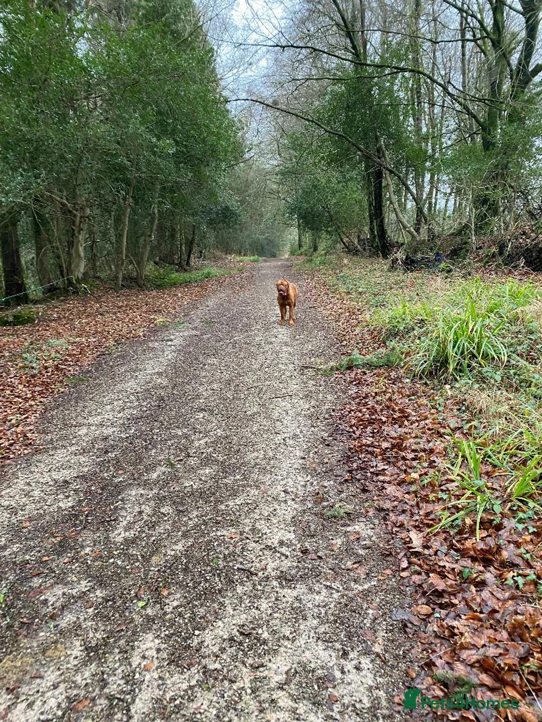 Dogue De Bordeaux dogs for sale: Happy boy looking for new home - Advert 3