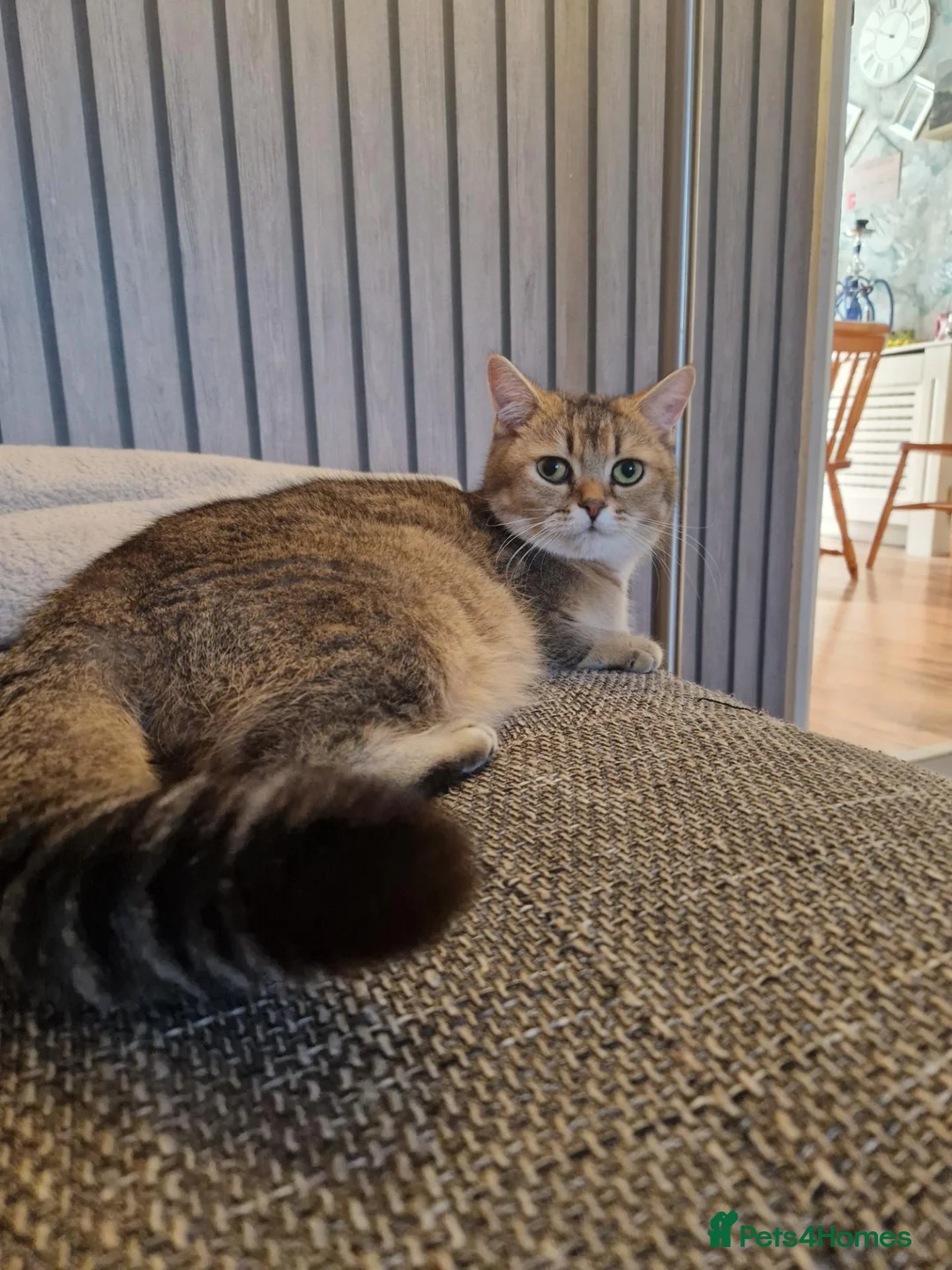 Mixed Breed cats for sale: Scottish straight mother-British shorthair Dad!!! - Advert 1