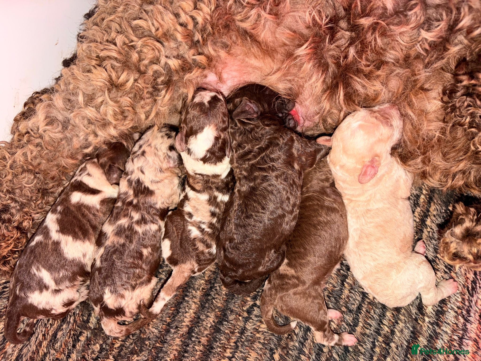Cockapoo dogs ** RARE F1B CHOC MERLE & CREAM COCKAPOOS **  - Advert 2