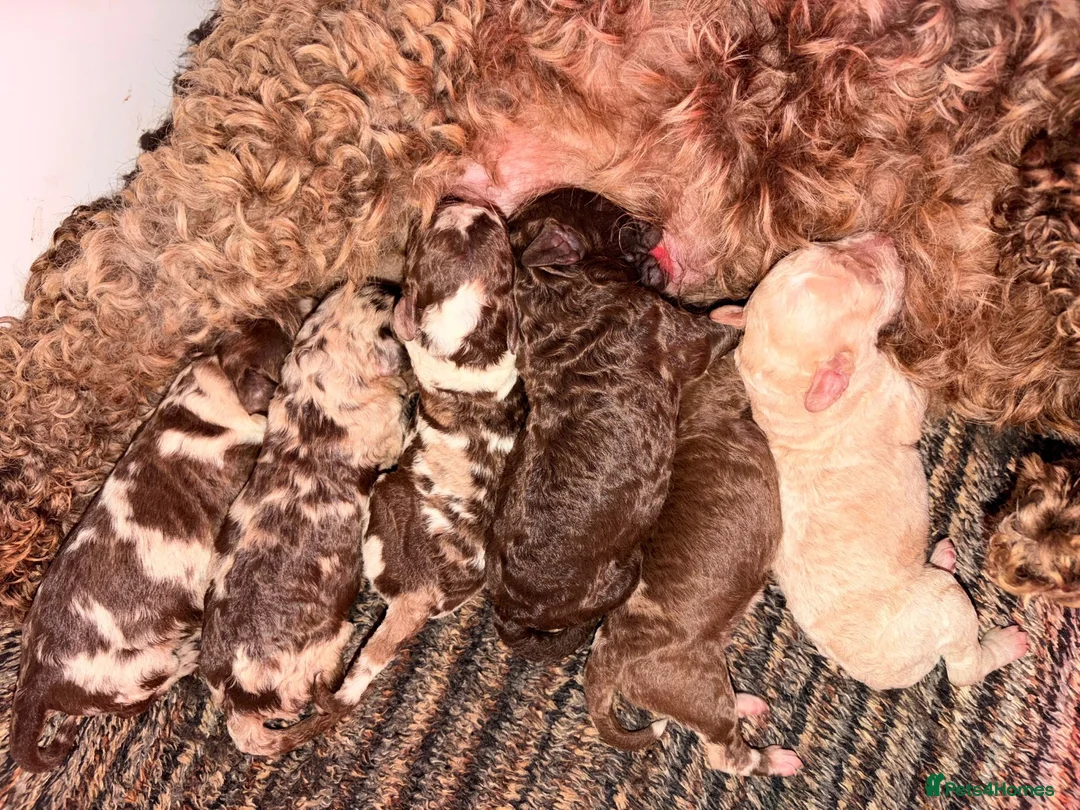 Cockapoo dogs for sale: ** RARE F1B CHOC MERLE & CREAM COCKAPOOS **  - Advert 2