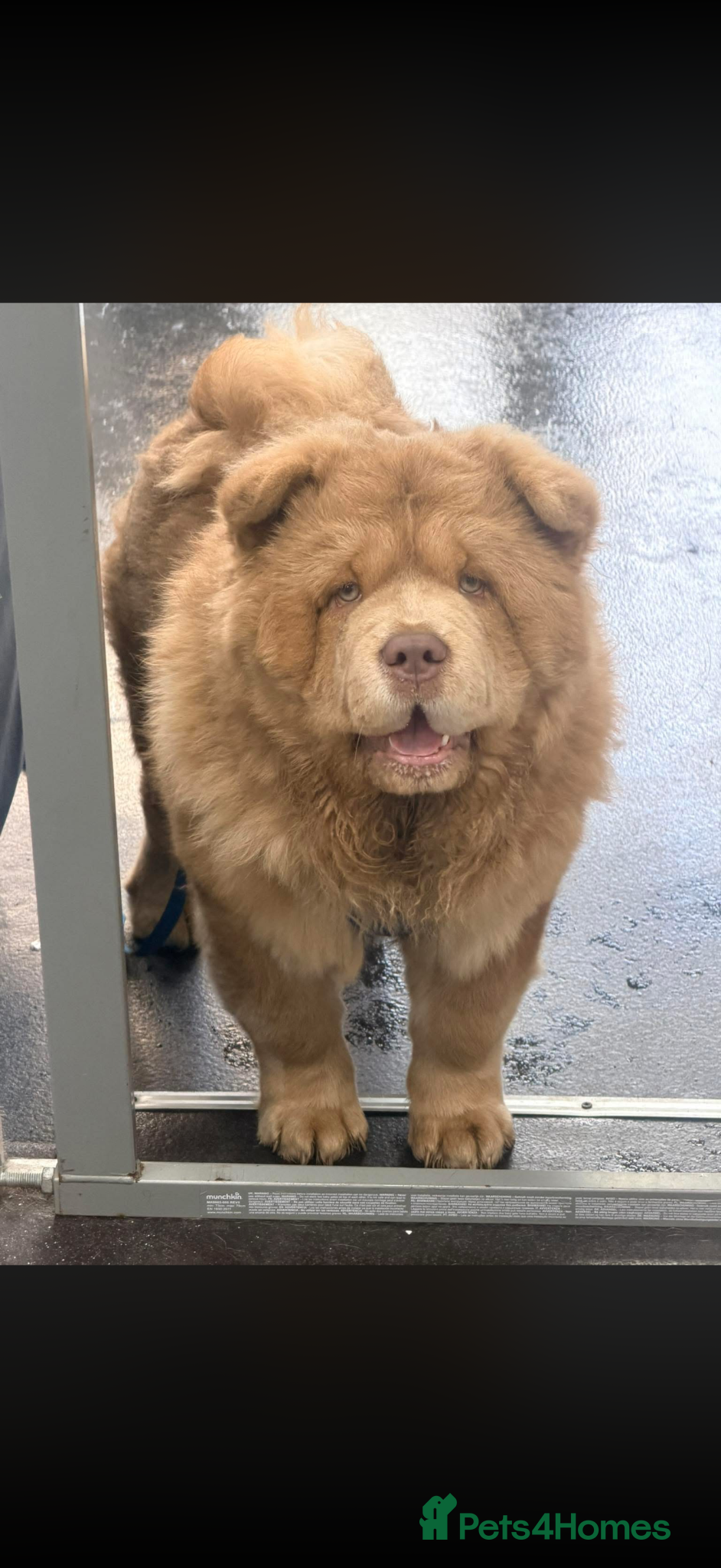 Chow Chow dogs Male nearly 7 months old  - Advert 10