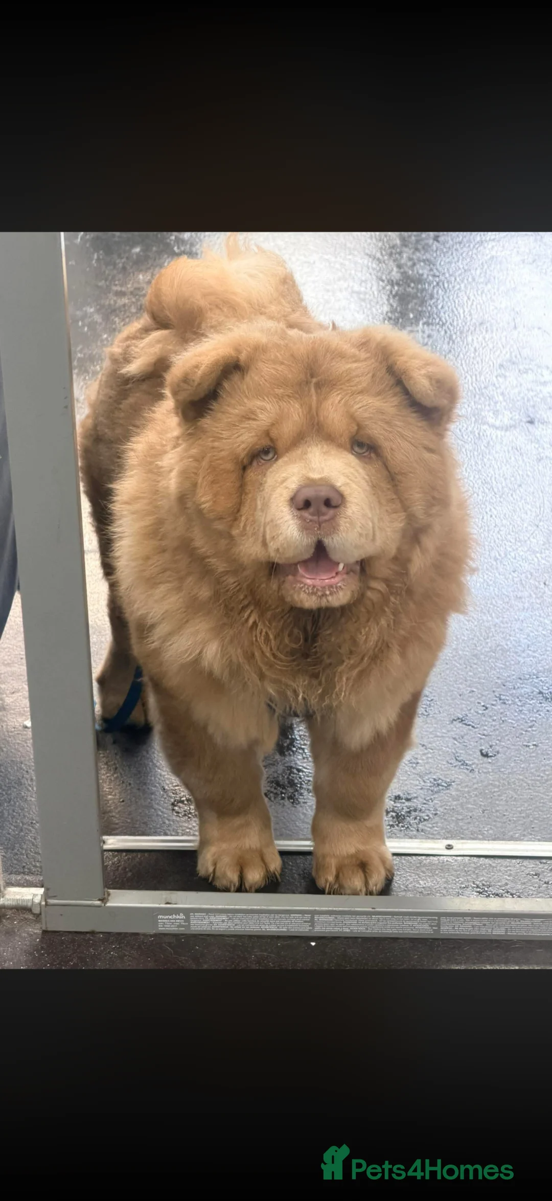 Chow Chow dogs for sale: Male nearly 7 months old  - Advert 1