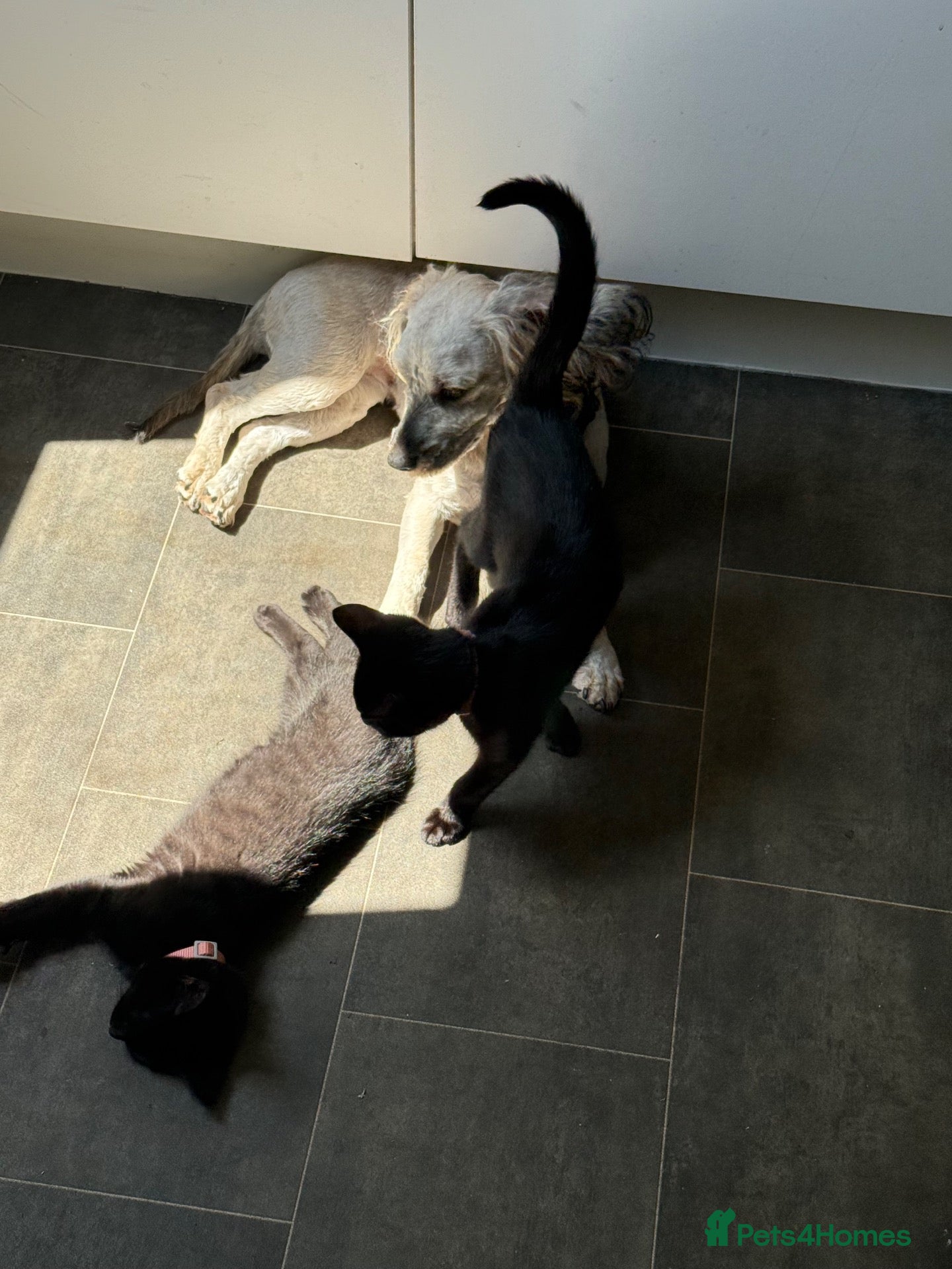 Mixed Breed cats 3 kittens one born in march other born in April  - Advert 1