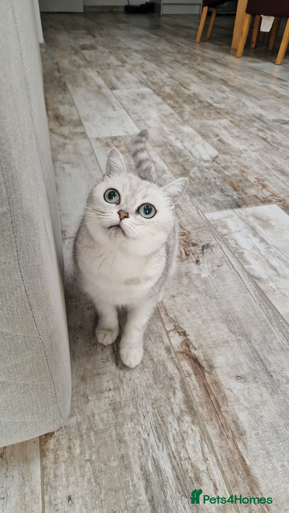 Scottish Fold cats Stuning Schottish straight Adult Cat🐈  - Advert 1