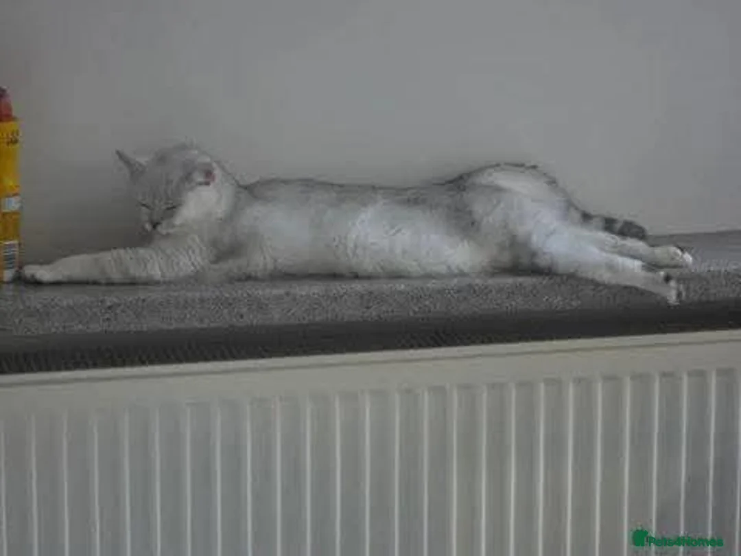 British Shorthair cats for sale: BSH snowqueen Narla  - Advert 5