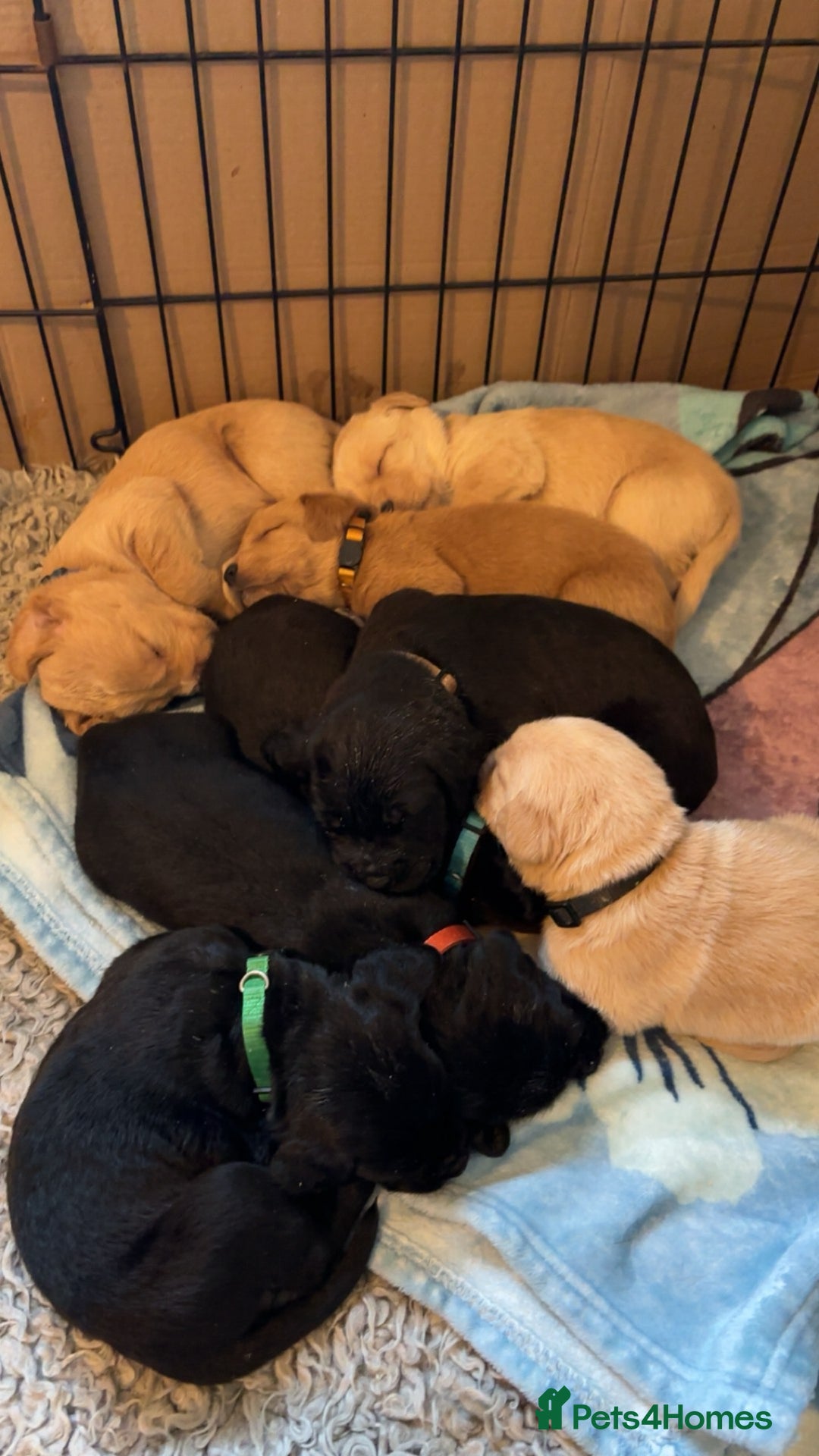 Mixed Breed dogs for sale: Beautiful Labrador crosses - Advert 10
