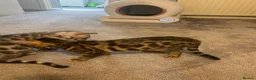 Bengal cats for sale: 🐾 BEAUTIFUL TICA REGISTERED BENGAL  – READY NOW  - Advert 36