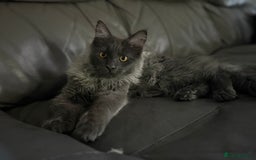 Maine Coon cats for sale: Beautiful Maine coon kittens  in Wednesbury - Image 2