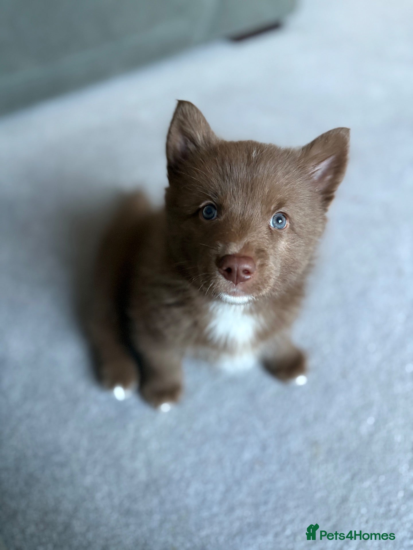 Pomsky dogs 🐾🐶Three Pomsky Babies🐾🐶 - Advert 11