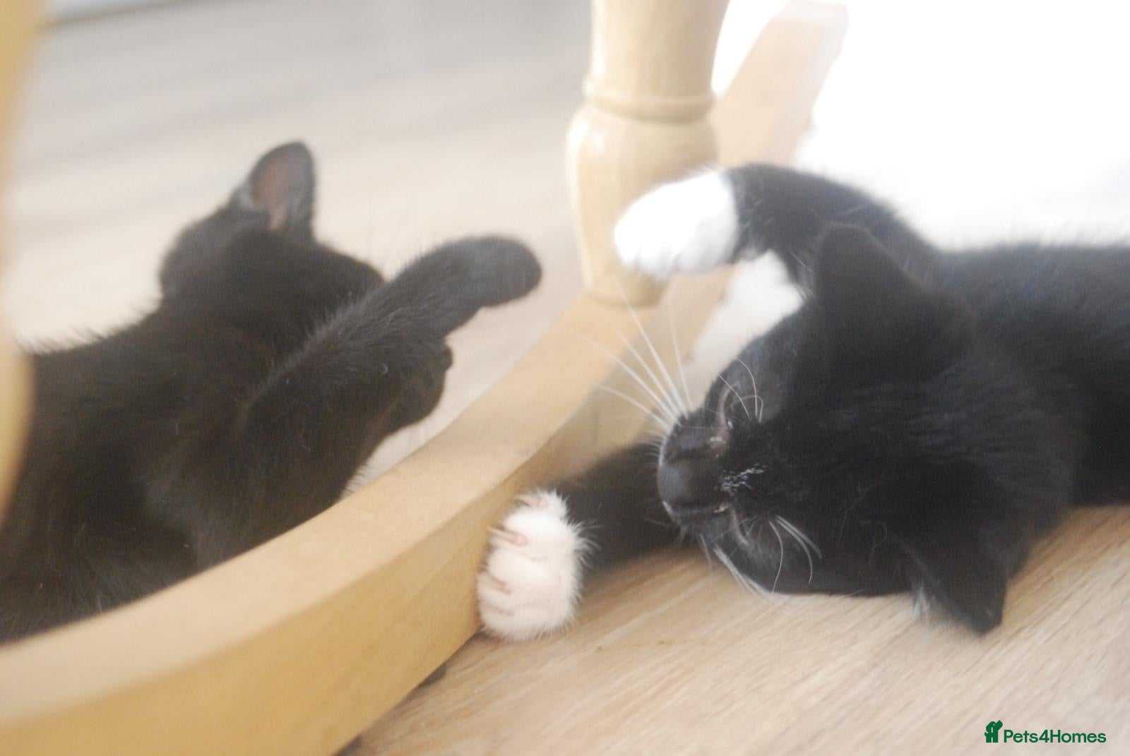 Domestic Shorthair cats Rescue kittens. Vaccinated and microchipped - Advert 4