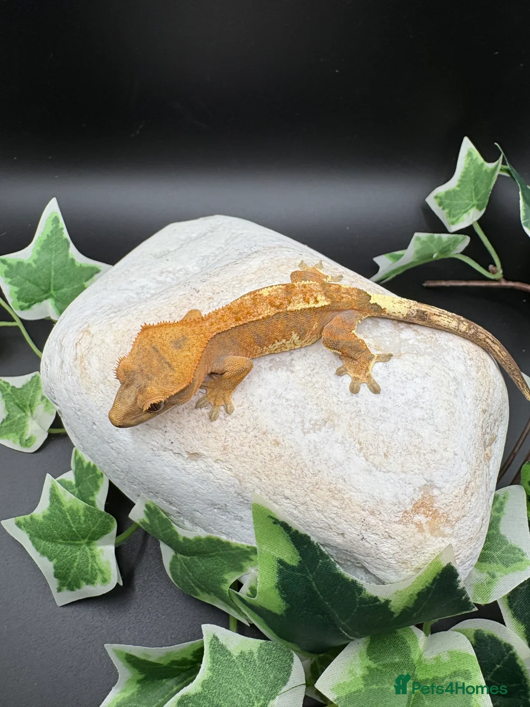 Gecko reptiles for sale: Stunning tangerine cappuccino crested gecko  - Advert 3