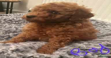 Toy Poodle dogs Stunning Fox Red Toy Poodles - beautiful boy avail - Advert 2