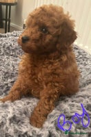 Toy Poodle dogs Stunning Fox Red Toy Poodles - beautiful boy avail - Advert 2