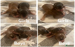 Cocker Spaniel dogs for sale: ⭐️ Stunning Show-Type Cocker Spaniel Puppies ⭐️ - Image 4