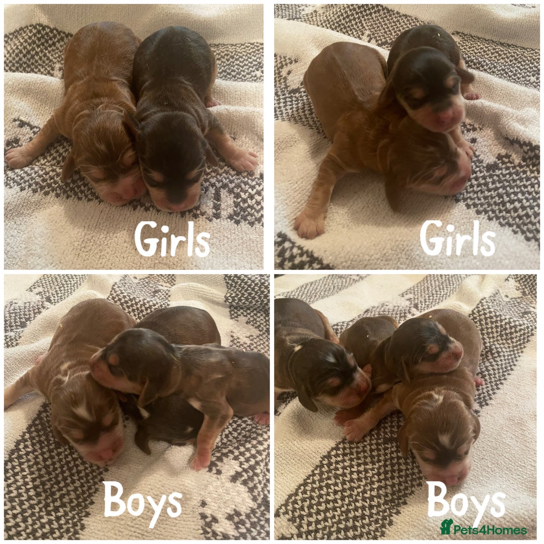 Cocker Spaniel dogs for sale: ⭐️ Stunning Show-Type Cocker Spaniel Puppies ⭐️ - Image 4