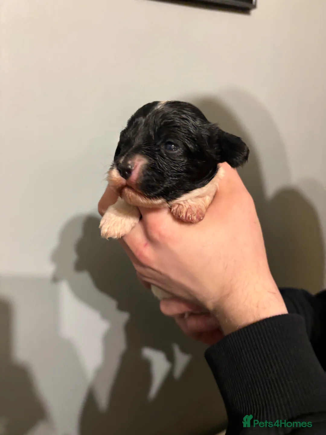 Cavapoo dogs for sale: Cavapoo puppies in Warrington in Warrington - Advert 27
