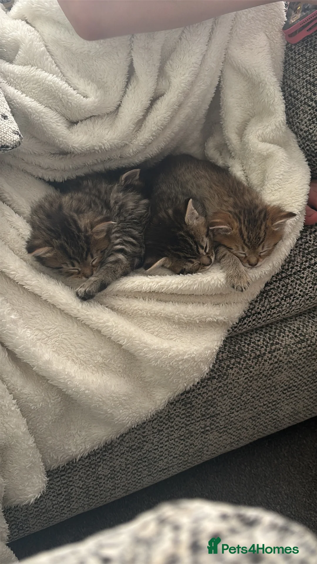 Mixed Breed cats for sale: Kittens  in Crowthorne - Advert 3