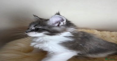 Maine Coon cats - Advert 7