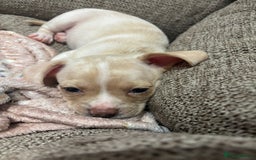 Chiweenie dogs for sale: chiweenie - Image 8