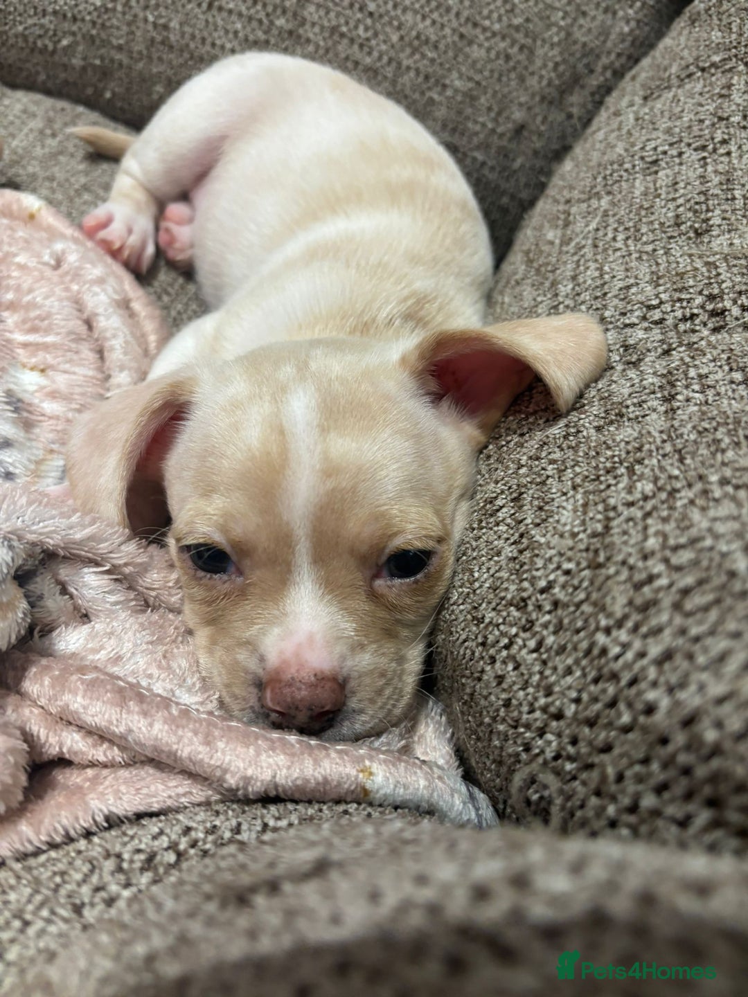 Chiweenie dogs for sale: chiweenie - Image 8